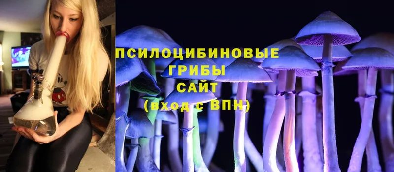 где продают   Анива  Галлюциногенные грибы Psilocybe 